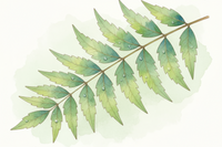 Neem Leaves